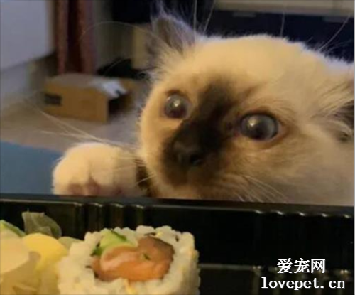 平时它的样子挺可爱的，但一遇到主人要吃寿司时，它就变了样！