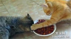 猫咪护食怎么纠正？