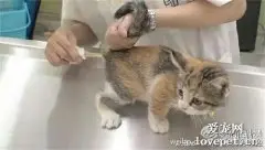 怎么给猫测体温 给猫测体温方法