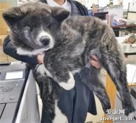 秋田犬3个月大竟然长到了36斤，网友抱了一会瞬间崩溃：这养的是熊吧！