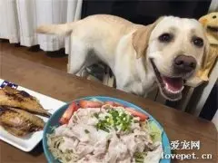 狗子想吃东西，于是就先装可爱，然后快速偷舔，太有心机了！