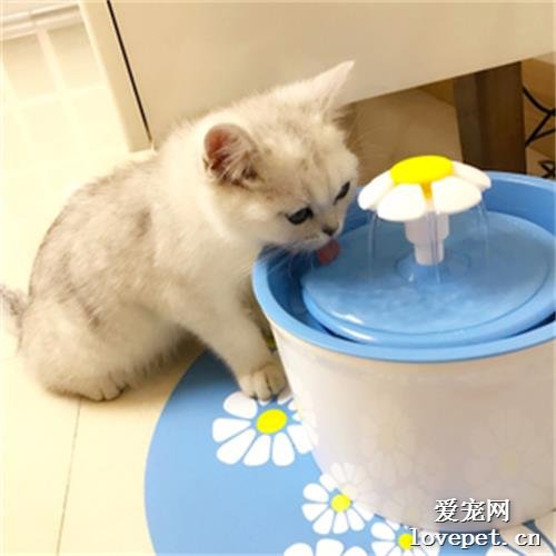 猫不爱喝水怎么办 让猫咪主动喝水技巧