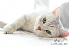 猫便秘的原因 猫便秘吃什么排便快