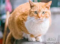 什么是猫瘟 猫瘟冬末春初尤其多发