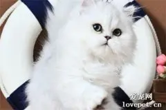 猫爪热是什么 得了猫爪热的症状是什么