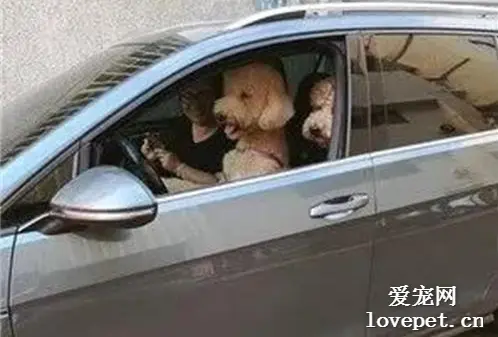 网友下车买早饭，回来发现驾驶座被狗子篡位了...