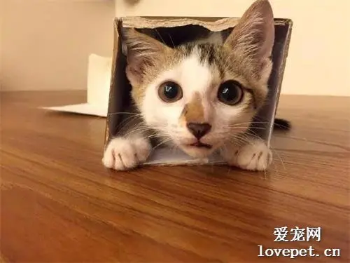 这猫小时候长得挺可爱的，可是慢慢长大后，画风就变了！