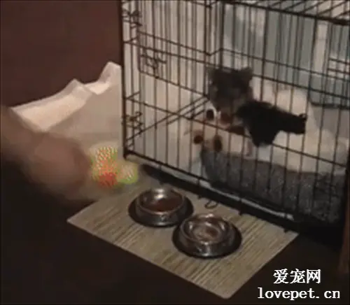 当你家狗子是个小气鬼时...