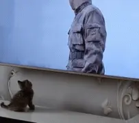 小猫咪是天使吧！慌慌张张地想要接住电视里跳崖的人…