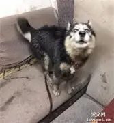 哈士奇在大雨中奔跑，然而回来后，铲屎官崩溃了！