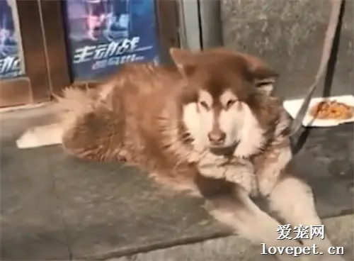 快乐狗狗合集，这是一个超超超治愈的视频！