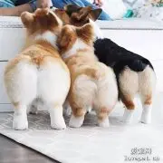 养了柯基后，铲屎官越来越胖，是什么体验？
