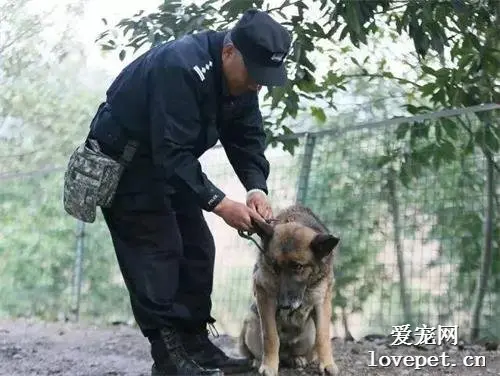 不忍看到退役警犬受折磨，民警自费为它们建养老院！