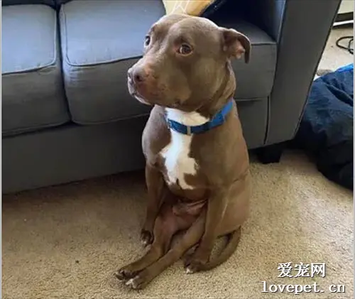 主人说家的狗子有点奇葩，结果看了这几张照片后，我信了！