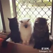 家里养了3只猫，却只买了一张床，猫们争得不可开交！没想到买了3张之后还在争……