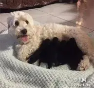 养了一公一母的白狗，看到它俩的爱情结晶时，主人却坐不住了