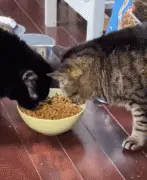 千万别跟猫粮挖掘机一块吃饭，因为…根本吃不着啊！