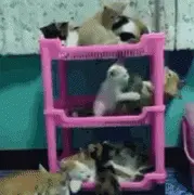 二楼的猫咪一直在打架，一楼和三楼的猫咪当作看不见
