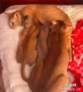 猫妈妈给孩子喂奶，仔细看发现不对劲，猫爸爸怎么也挤在一起吃奶