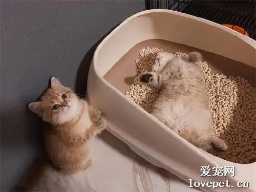 你这猫，怎么占着茅坑不拉屎啊？？？
