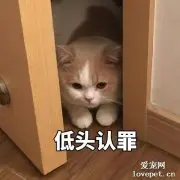 怎么让猫咪意识到自己做错了?