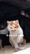 流浪猫：来一起吃吧！