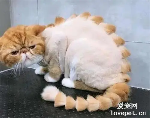 女子嫌猫胖给它剃毛，结果剃完才发现是虚胖，猫咪已经没脸出门了