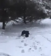 流浪猫在雪中被冻僵了，狗狗见到后，竟把它拖回了自己的窝……