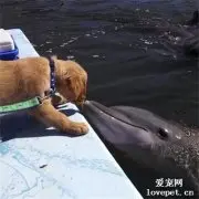 主人带狗狗去看海豚，结果下一秒，却意外拍到这一幕好羡慕！