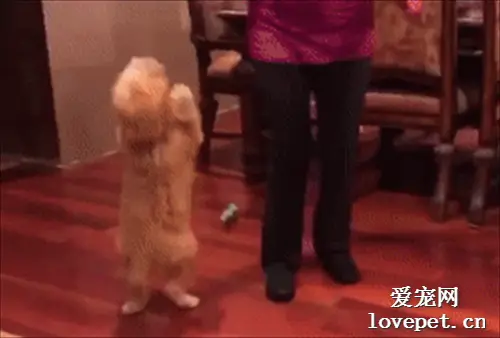 狗狗听到有零食吃，直接激动到站起来跳舞，这也太逗了！