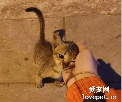 在街上遇到一只小流浪猫，它的举动好乖，让人想立马抱回家​！