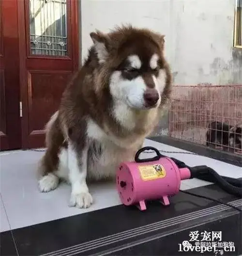 阿拉斯加假孕，骗吃骗喝2个月，到头来……