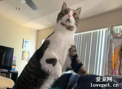 有人在门外吵架，家里的猫就会有这种反应，都懵了！