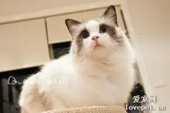猫咪空调病的症状是什么? 猫咪得了空调病该怎么办?