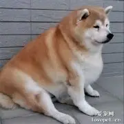 12岁柴犬每天只吃一顿，依然胖成一只海豹，羞愧得把头埋进枕头
