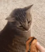 猫：“不是我说，你们两脚兽咋这么爱吃屎呢？”