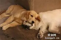 金毛从小喜欢枕着哥哥睡觉，但新狗妹妹加入后，它立马移情别恋！