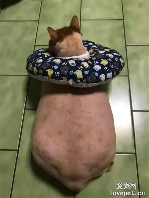 24斤橘猫剃完毛身材吓人，主人却说它平时只吃半碗饭