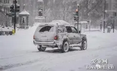 雪夜，流浪狗用肉身护住5只被遗弃的小奶猫，那一刻它宛若英雄