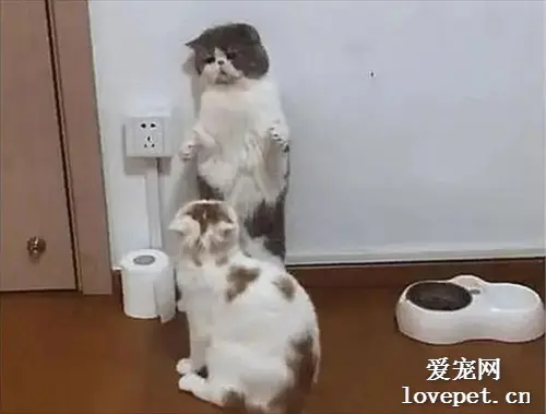 女主出门忘关小猫，急忙跑回去，推门一看差点笑出鼻涕泡