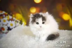 猫肛门白色米粒 可能是绦虫卵