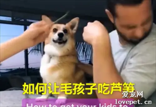 狗狗不吃东西怎么办？ 把主人“打一顿”就好了...