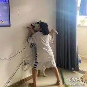 敢养二哈的女生， 绝对不是一般人！