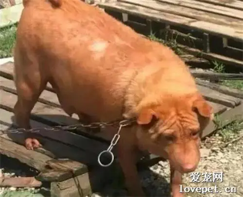 女子嫌弃狗子太胖，送到农村喂养，2个月后去接狗时，瞬间傻眼了