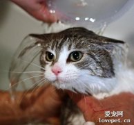 怎么给不喜欢水的猫咪洗澡？