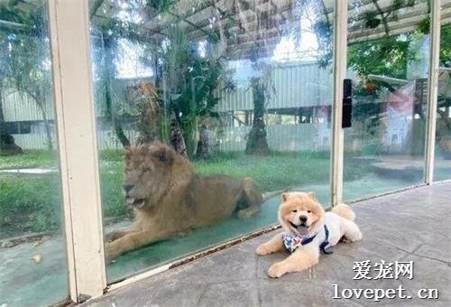 松狮跑到动物园认亲，狮子：这是个啥玩意？