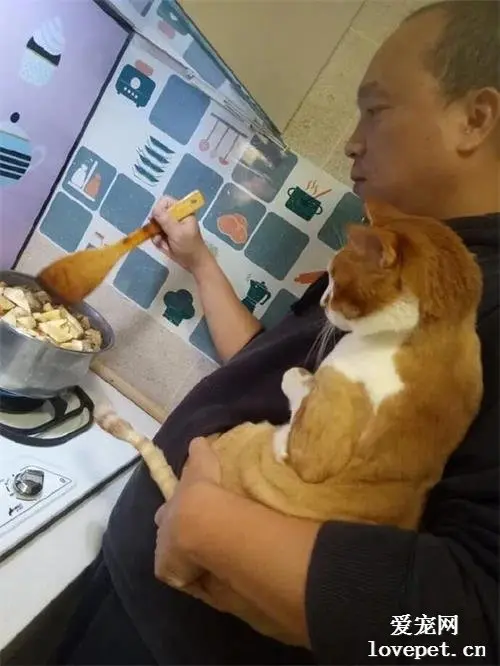 主人每次煮饭猫就吵着要看，于是主人就这样抱着，煮给它看