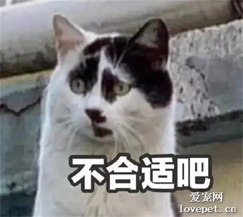 有些猫注定要成为表情包，因为太丑了！