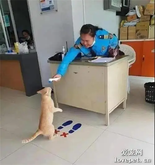 遇到一只主动测体温的猫，把小脑袋伸过去的样子也太可爱了！