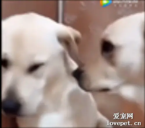 拉布拉多：孩子不懂事！你别管了，我亲自教训它